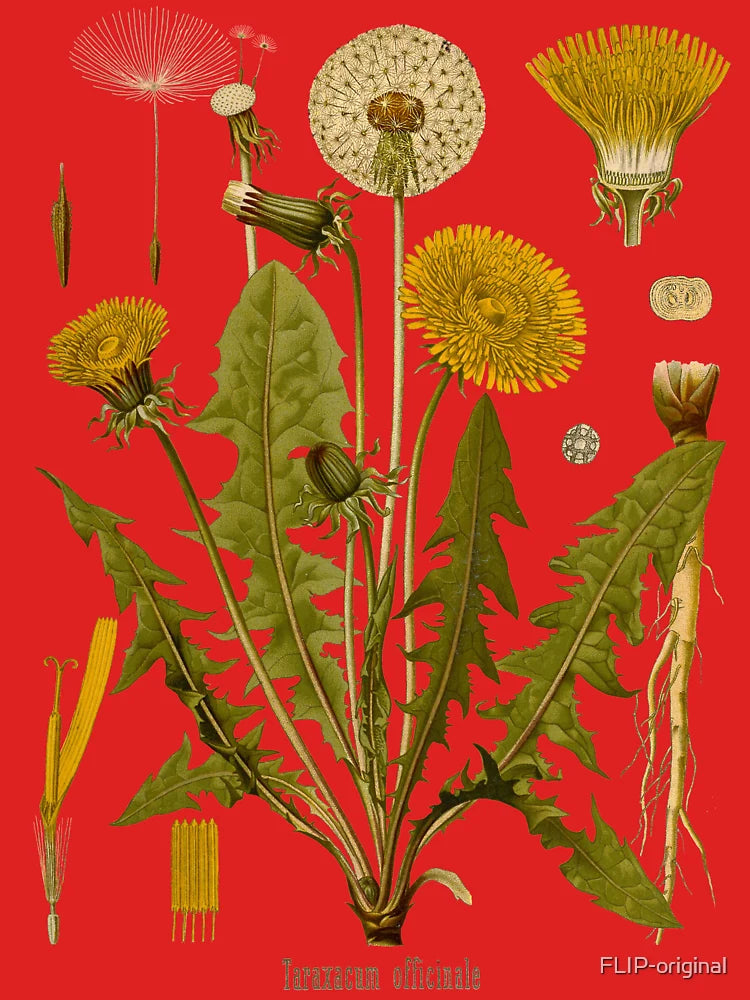 DANDELION Antique botanical illustration Classic T-Shirt