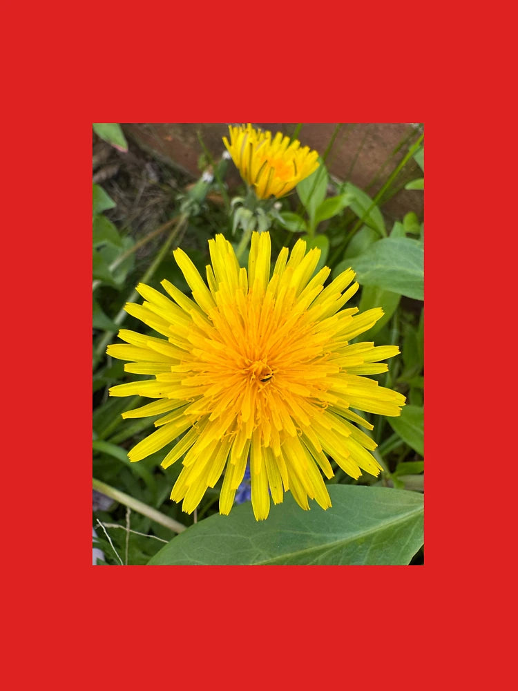 Dandelion in the Wind Classic T-Shirt